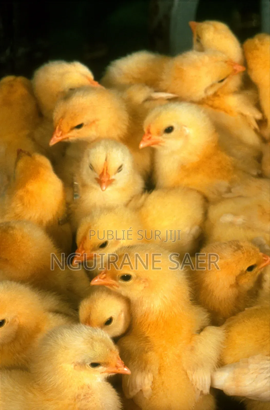 Poussin Avifrique