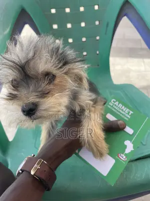 3-6 mois Femme Race mixte Yorkshire Terrier