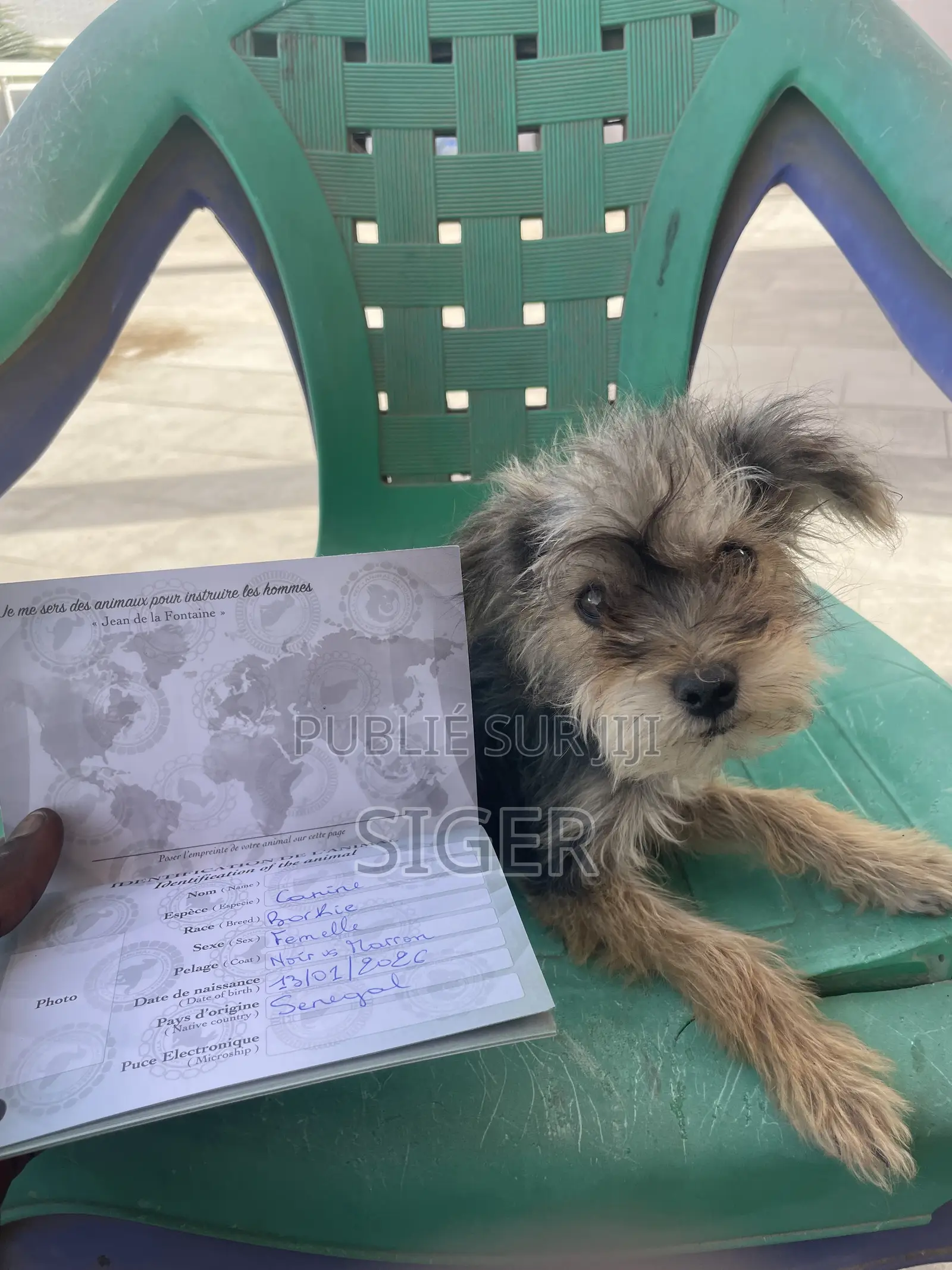 3-6 mois Femme Race mixte Yorkshire Terrier