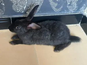 Lapin Métissage Californiens