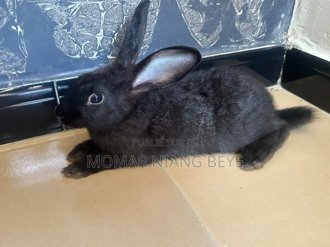 Lapin Métissage Californiens