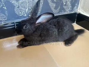 Lapin Métissage Californiens