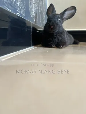 Lapin Métissage Californiens