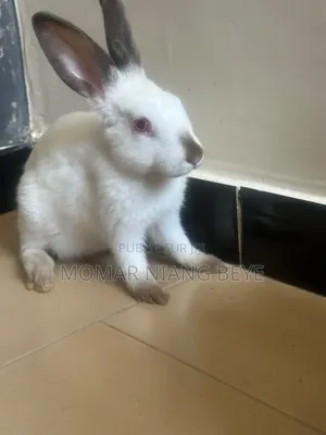 Lapin Métissage Californiens