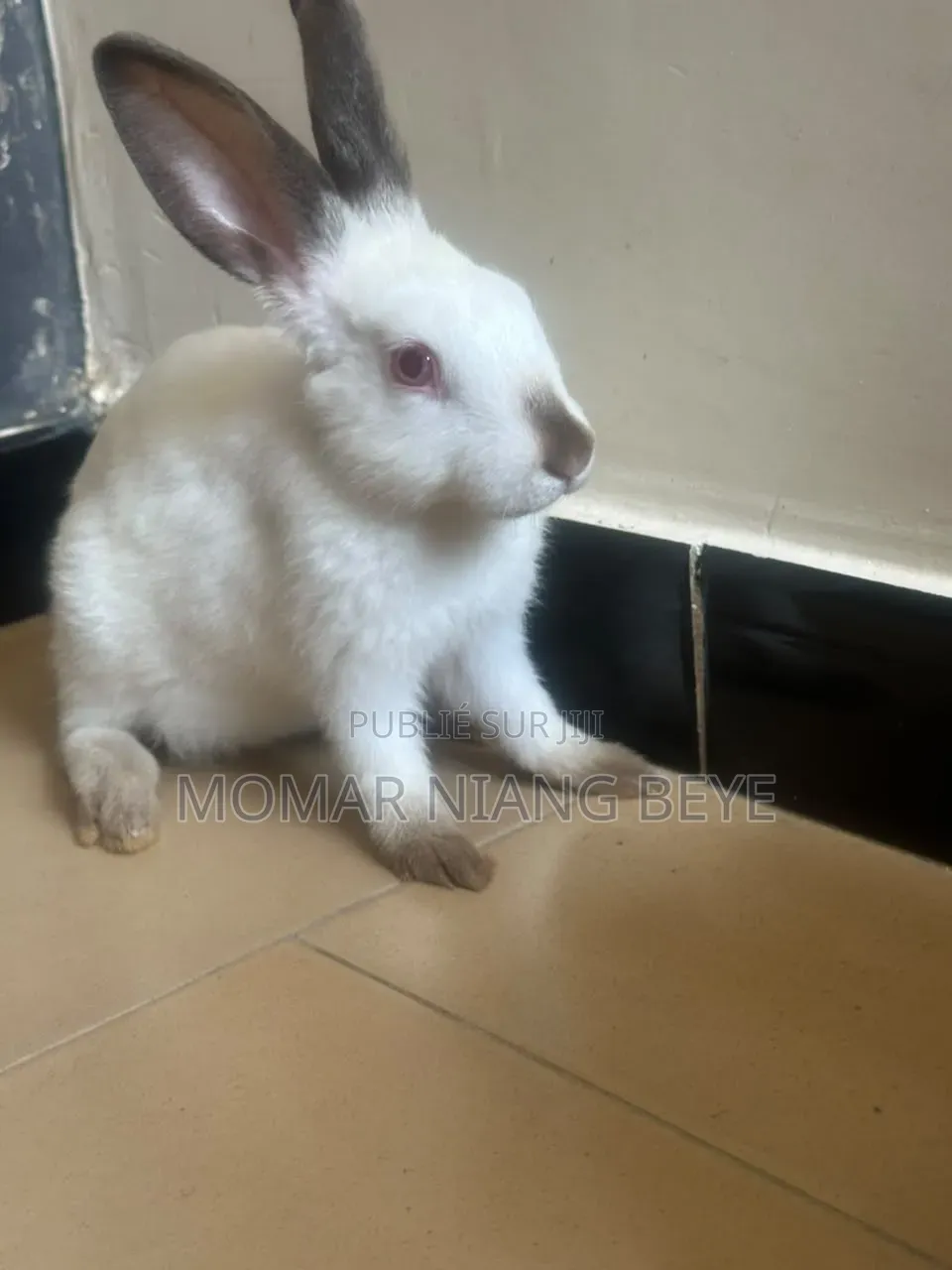 Lapin Métissage Californiens