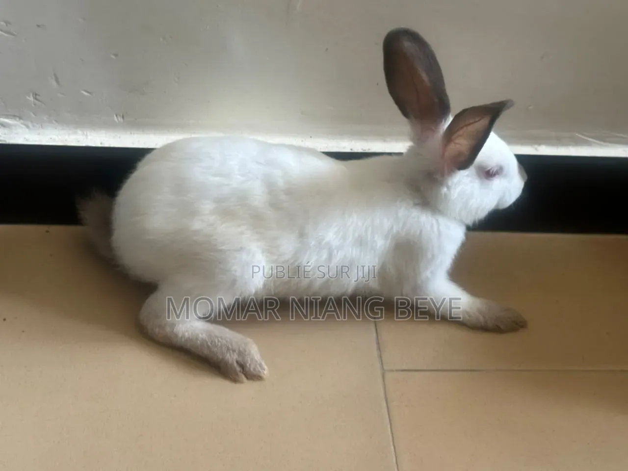 Lapin Métissage Californiens