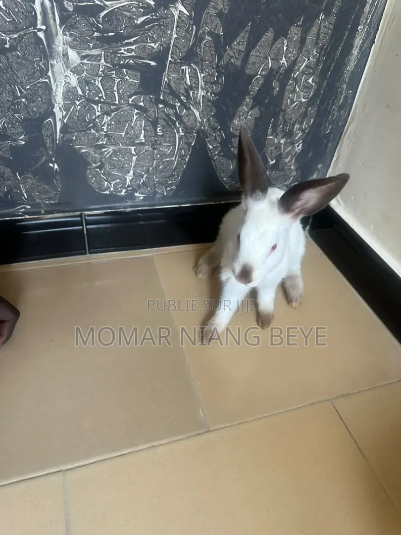 Lapin Métissage Californiens