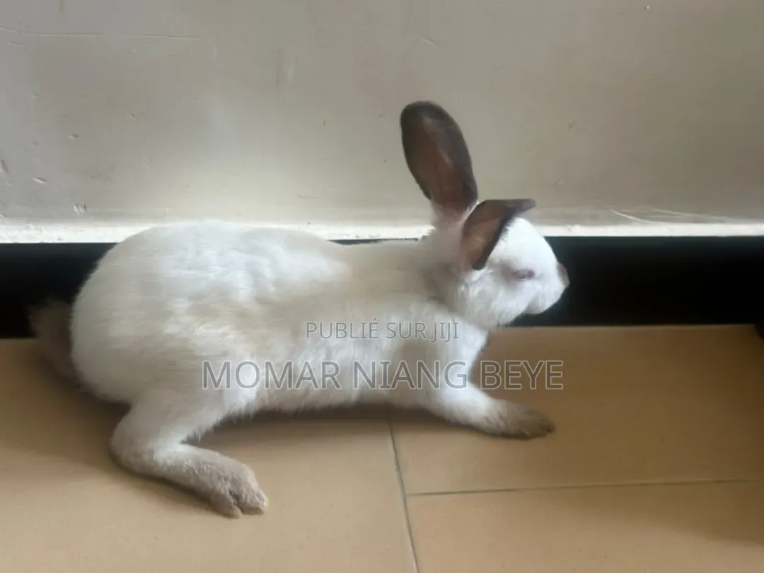 Lapin Métissage Californiens