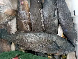 Poisson Pêche Du Jour