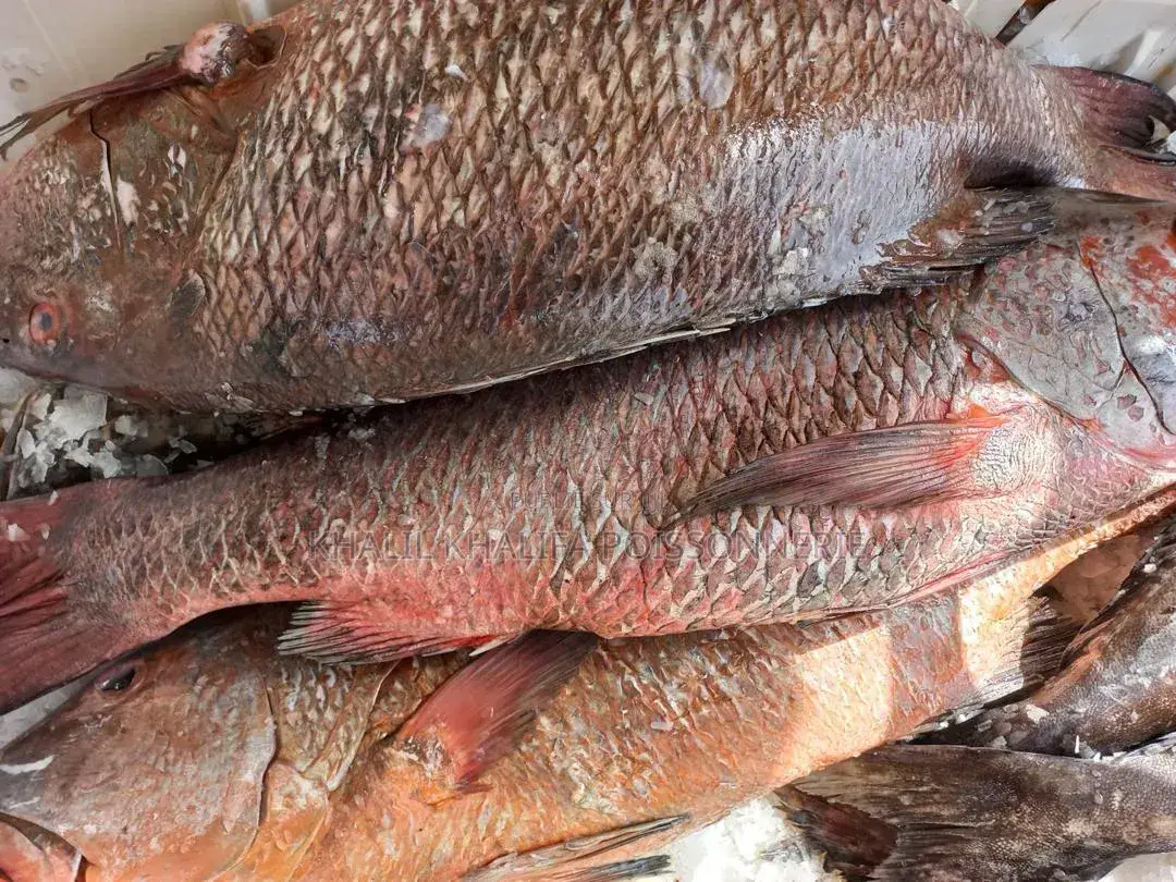 Poisson Pêche Du Jour