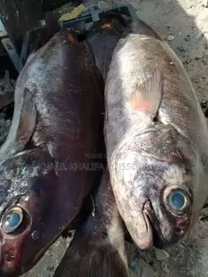 Poisson Pêche Du Jour