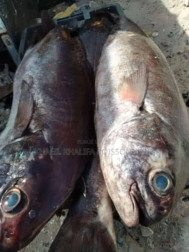 Poisson Pêche Du Jour