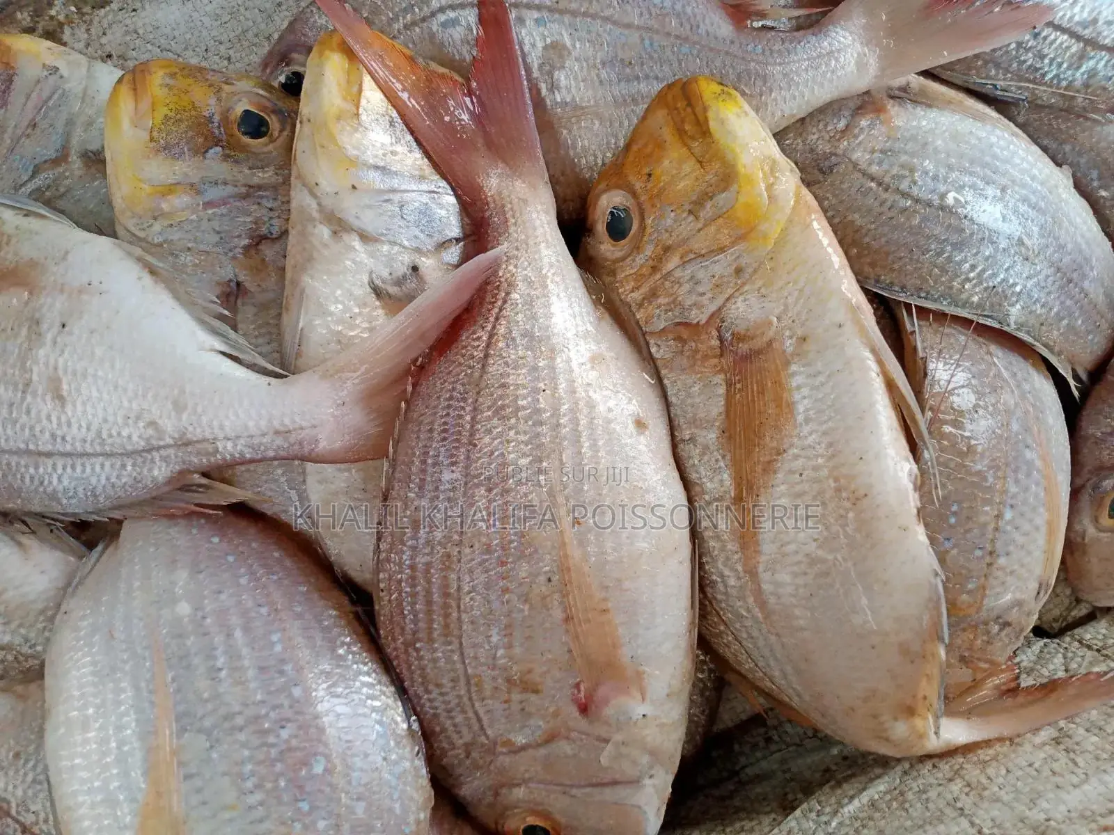 Poisson Pêche Du Jour
