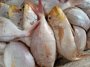 Poisson Pêche Du Jour