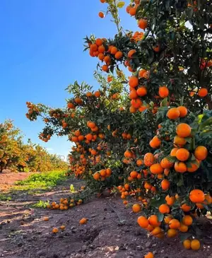 Thierno Nature Fruit