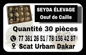 Œuf De Caille