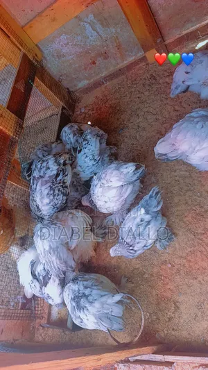 Lot De Poussin Herminé Et Argentine Disponible
