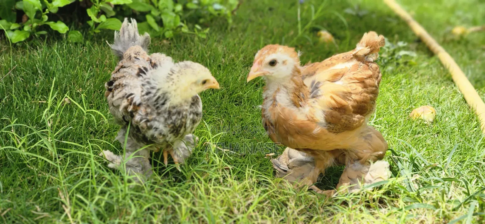 Brahma De 5 Semaines