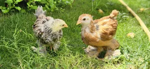 Brahma De 5 Semaines