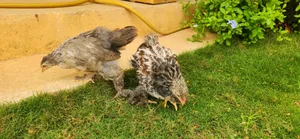 Brahma De 5 Semaines