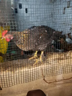 Poulets Goliath