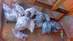 Lot De Poussin Herminé Et Argentine Disponible