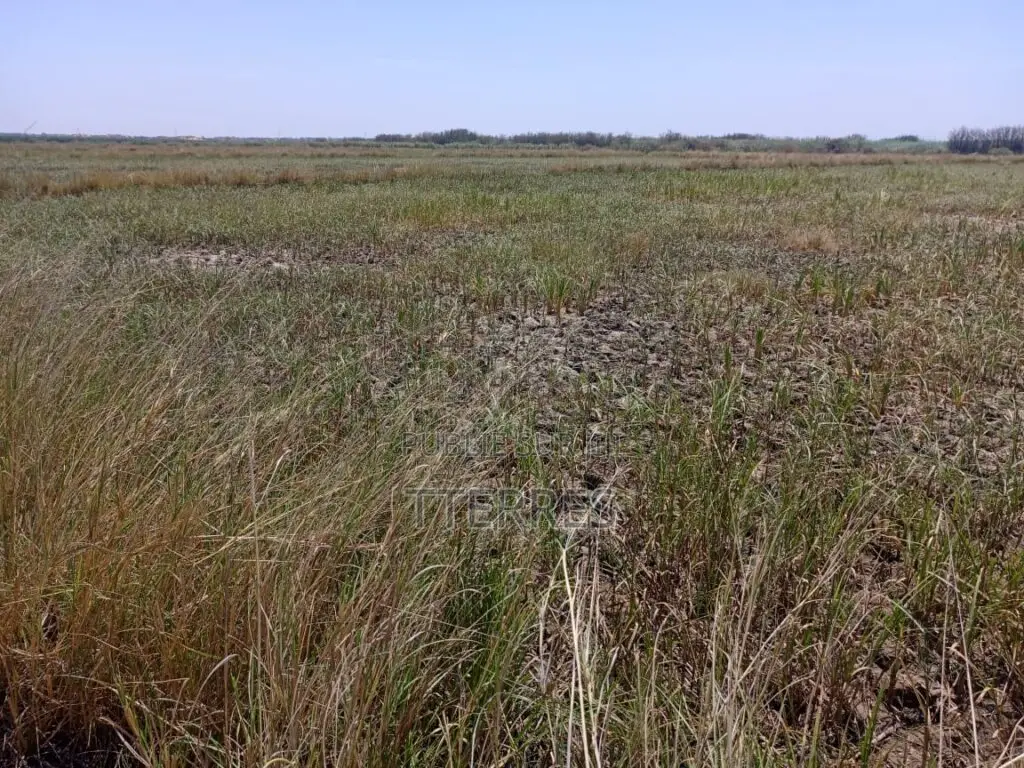 Terrain Agricole De 2,06 Hectares Vers Diama – Saint-Louis