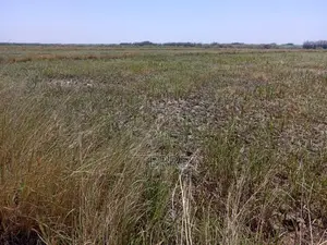 Terrain Agricole De 2,06 Hectares Vers Diama – Saint-Louis