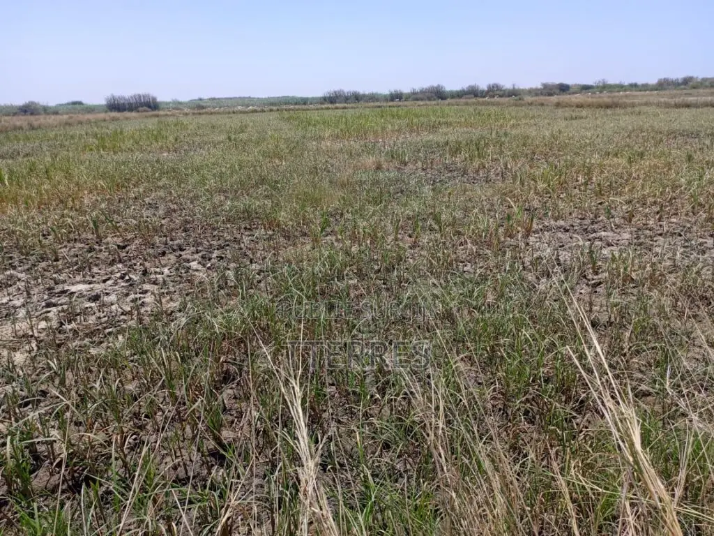 Terrain Agricole De 2,06 Hectares Vers Diama – Saint-Louis