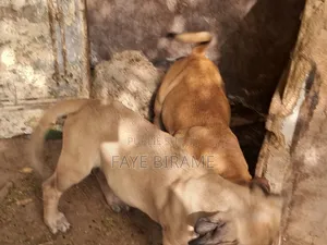 1-3 mois Homme Race mixte Boerboel