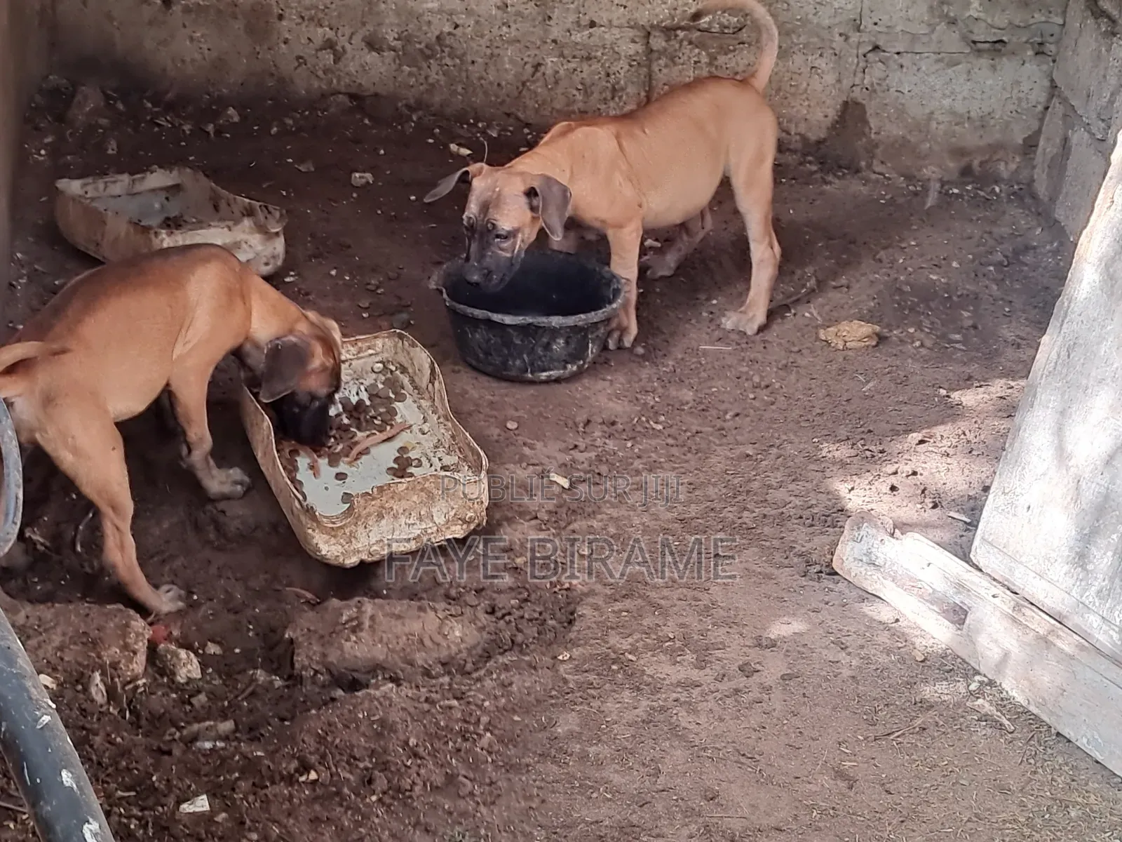 1-3 mois Homme Race mixte Boerboel