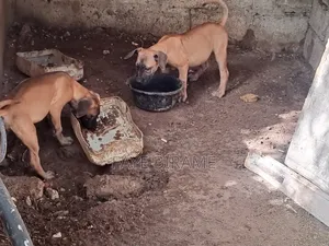 1-3 mois Homme Race mixte Boerboel