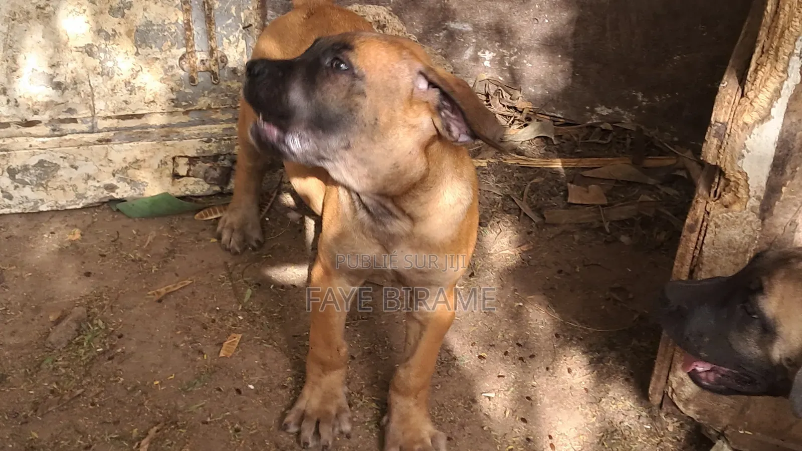 1-3 mois Homme Race mixte Boerboel