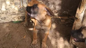 1-3 mois Homme Race mixte Boerboel