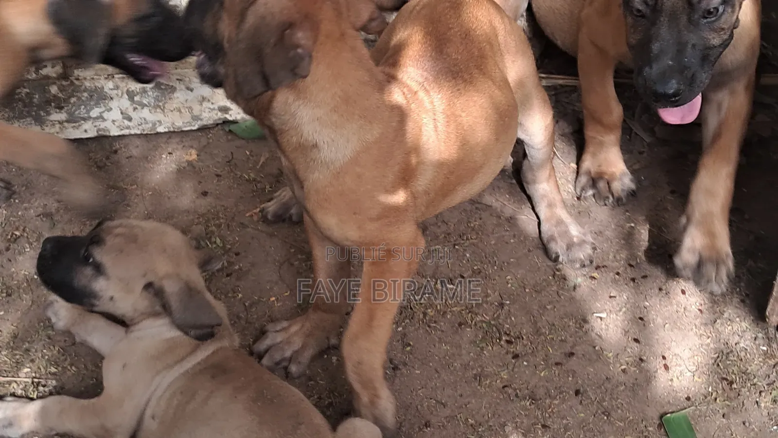 1-3 mois Homme Race mixte Boerboel