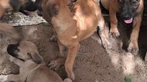 1-3 mois Homme Race mixte Boerboel