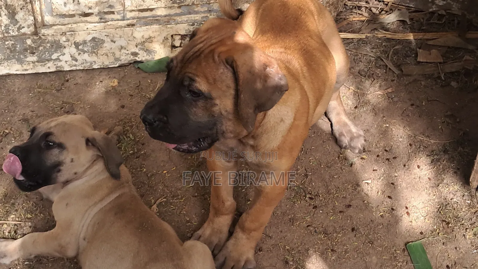 1-3 mois Homme Race mixte Boerboel