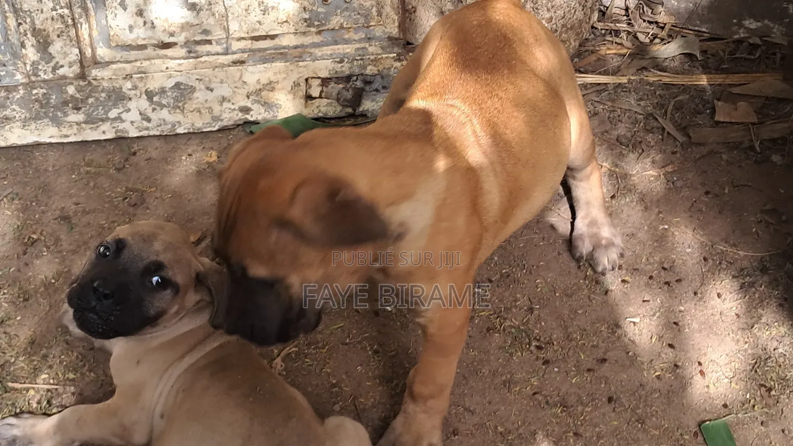 1-3 mois Homme Race mixte Boerboel