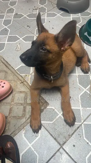 1-3 mois Femme Pure race Belgian Malinois