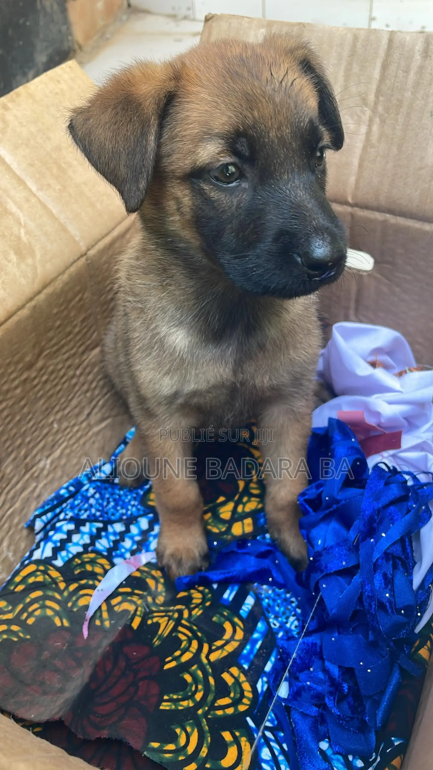 1-3 mois Femme Pure race Belgian Malinois
