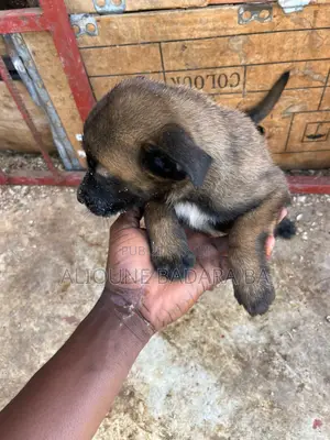 1-3 mois Femme Pure race Belgian Malinois
