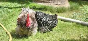 Bantam Pékin