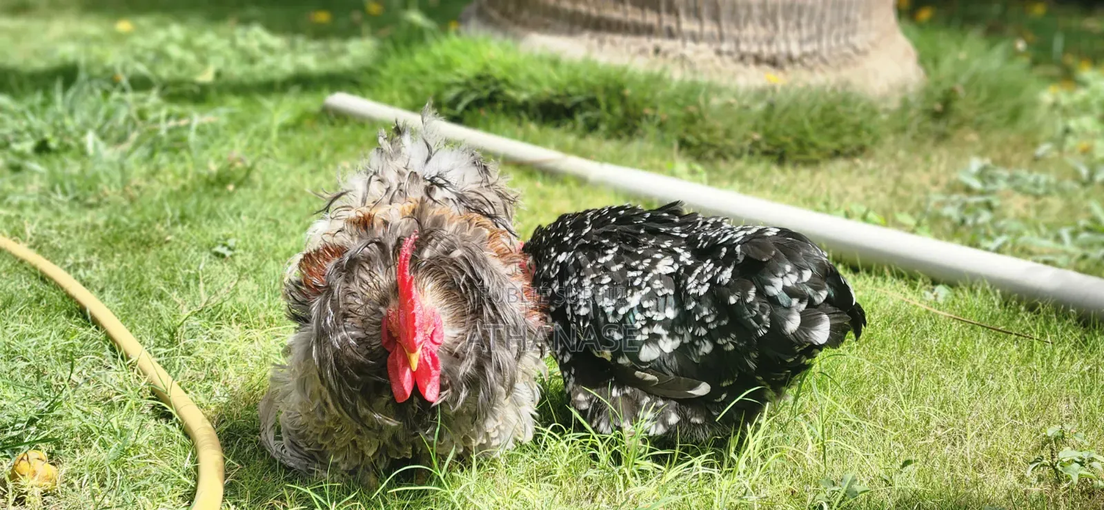 Bantam Pékin