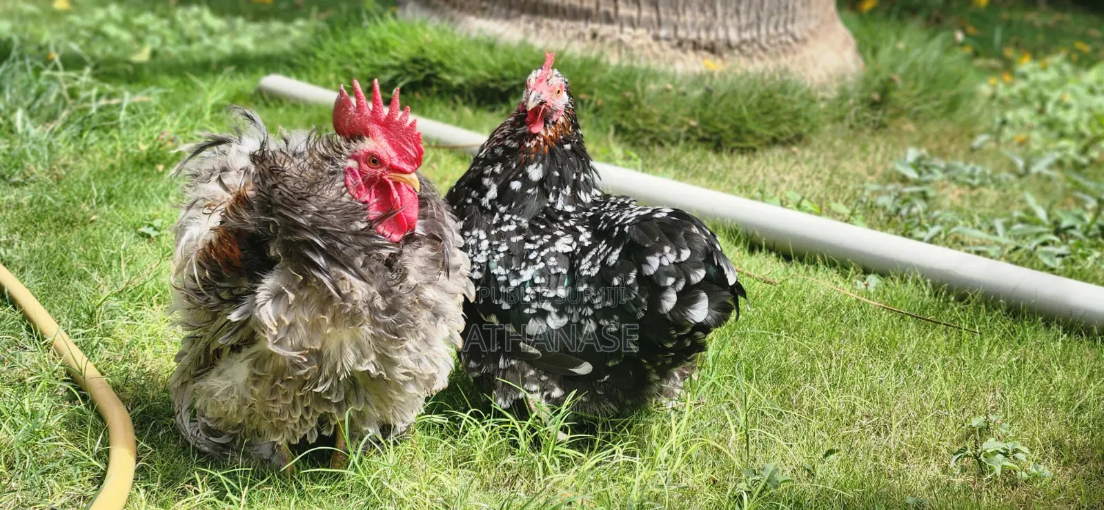 Bantam Pékin