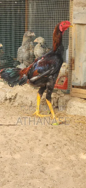 Mâle Combattant Malais