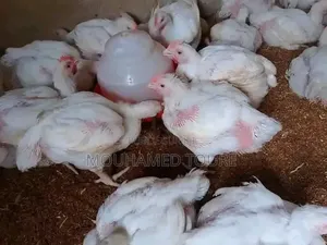 Achat Poulet De Chaire