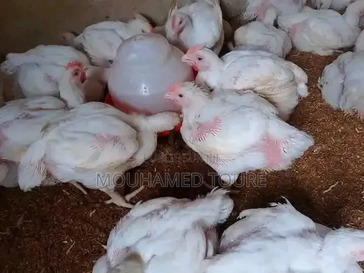 Achat Poulet De Chaire