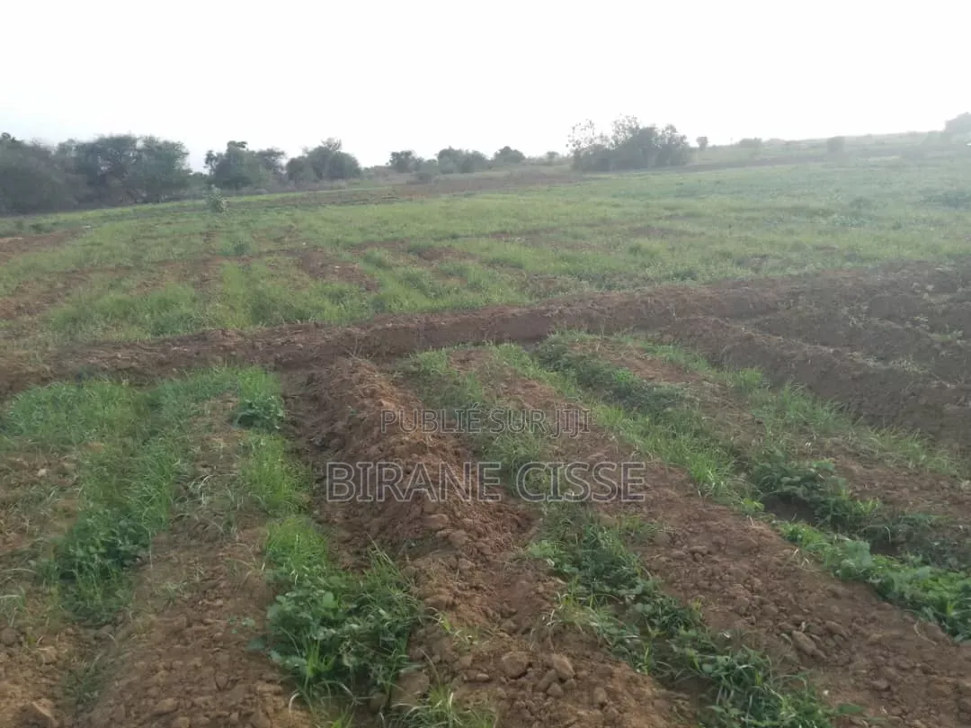 ​Terrain Agricole Fertile À Louer Ou Partenariat – Dagana