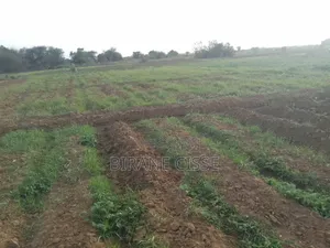 ​Terrain Agricole Fertile À Louer Ou Partenariat – Dagana