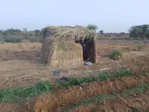 ​Terrain Agricole Fertile À Louer Ou Partenariat – Dagana